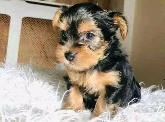 Yorkie puppies