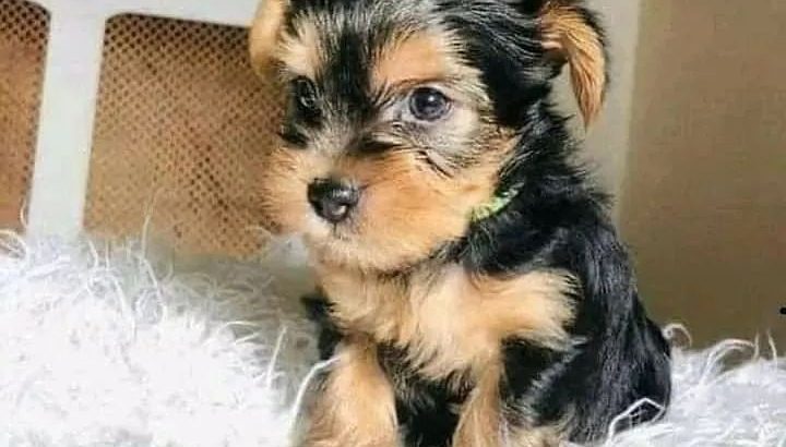 Yorkie puppies