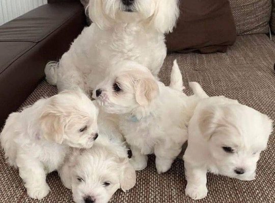 My gorgeous snowwhite female maltese puppies is now 10 weeks old and looking for a new forever home