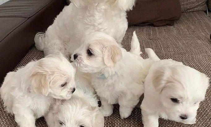 My gorgeous snowwhite female maltese puppies is now 10 weeks old and looking for a new forever home