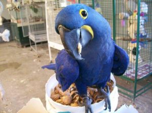 Hyacinth Macaws for adoption