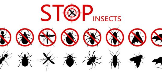 Low Cost Pest Control Services Al Barsha