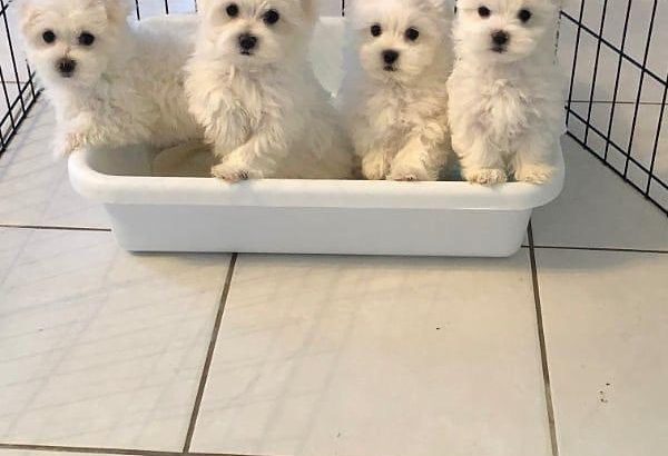 Male and female pups available and ready for re-homing