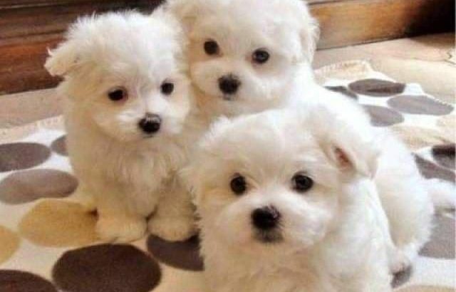 Male and female pups available and ready for re-homing