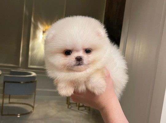 Pomeranian puppies available