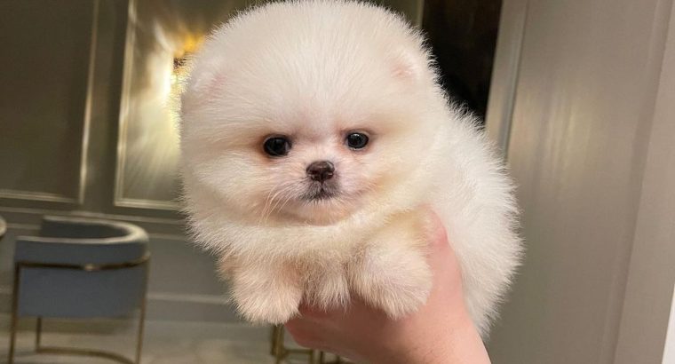 Pomeranian puppies available