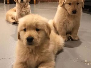 Awesome Golden Retrievers puppies are ready to go their new home