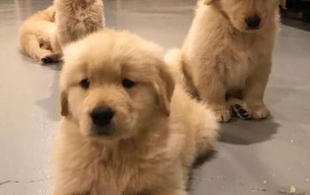Awesome Golden Retrievers puppies are ready to go their new home