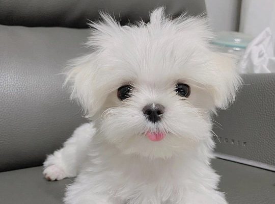 Maltese puppies.available