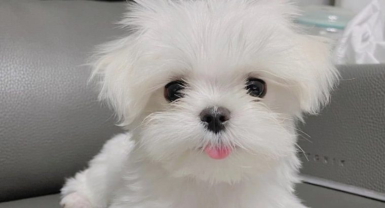 Maltese puppies.available