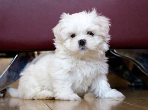 Maltese puppies.available