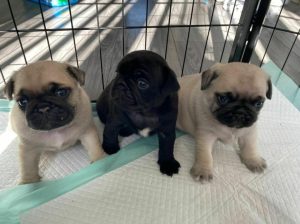 Well trained pugs puppies for adoption