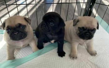 Well trained pugs puppies for adoption