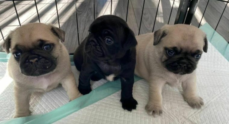 Well trained pugs puppies for adoption