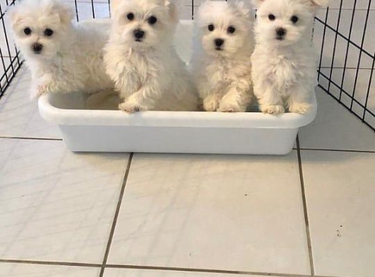 My gorgeous snowwhite female maltese puppy is now 10 weeks old and looking for a new forever home!