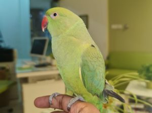 Beautiful very friendly Indian Parrot with Cage set for sale