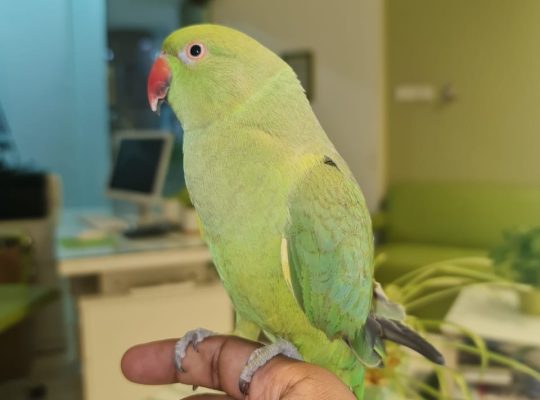Beautiful very friendly Indian Parrot with Cage set for sale