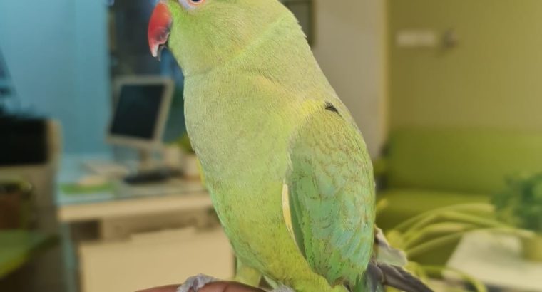 Beautiful very friendly Indian Parrot with Cage set for sale
