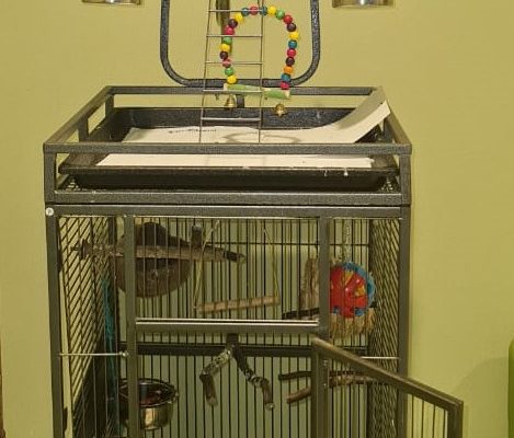 Beautiful very friendly Indian Parrot with Cage set for sale