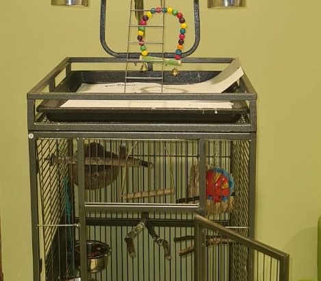 Beautiful very friendly Indian Parrot with Cage set for sale