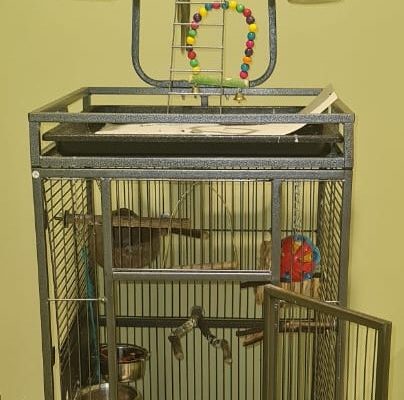 Beautiful very friendly Indian Parrot with Cage set for sale