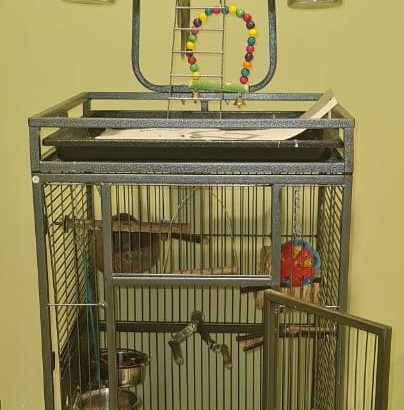 Beautiful very friendly Indian Parrot with Cage set for sale