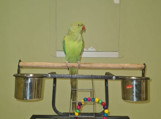 Beautiful very friendly Indian Parrot with Cage set for sale