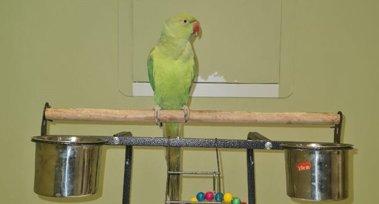 Beautiful very friendly Indian Parrot with Cage set for sale