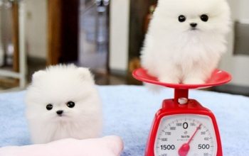 Gorgeous white Teacup Pomeranian Puppies for sale