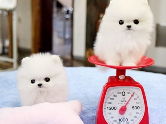 Gorgeous white Teacup Pomeranian Puppies for sale