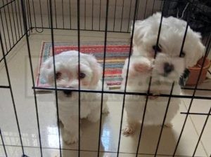Male and female Maltese puppies are available and ready to meet their new families this period ?