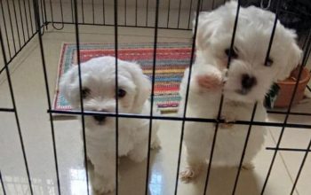 Male and female Maltese puppies are available and ready to meet their new families this period ?