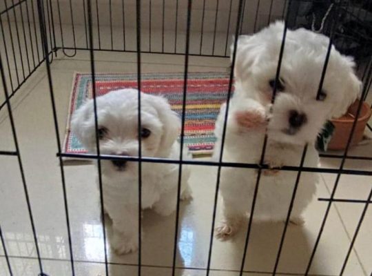 Male and female Maltese puppies are available and ready to meet their new families this period ?