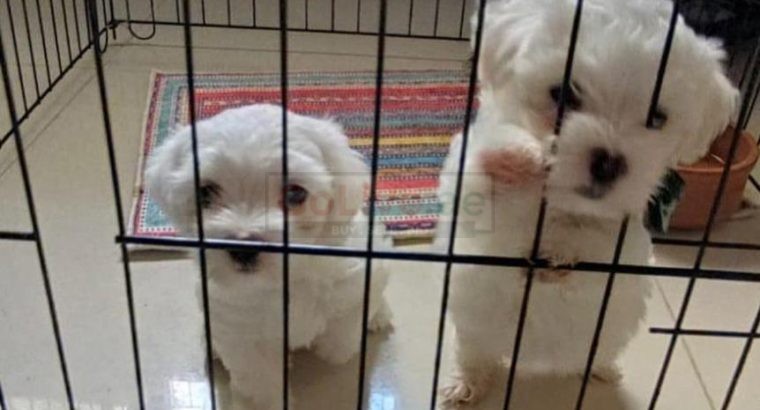 Male and female puppies are available and ready to meet their new families this period ?