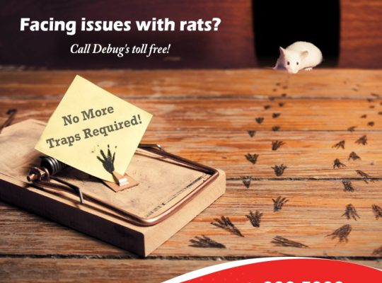 rat pest control dubai