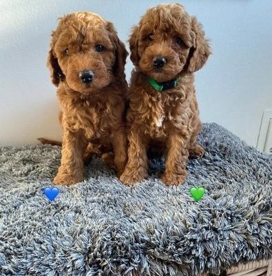 Cavapoo Puppies