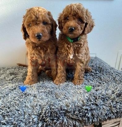 Cavapoo Puppies