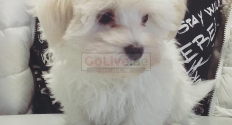 maltes puppy for adoption