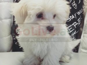 My gorgeous snowwhite male maltese puppy is now 5 weeks old and looking for a new forever home!
