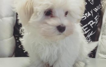 My gorgeous snowwhite male maltese puppy is now 5 weeks old and looking for a new forever home!