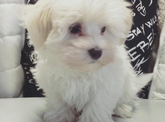 My gorgeous snowwhite male maltese puppy is now 5 weeks old and looking for a new forever home!