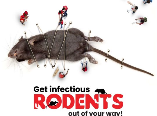 rat control services dubai
