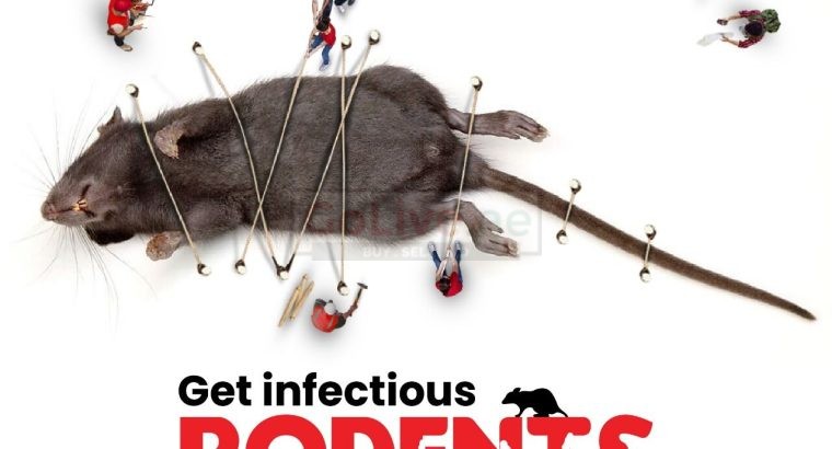 rat pest control cost dubai