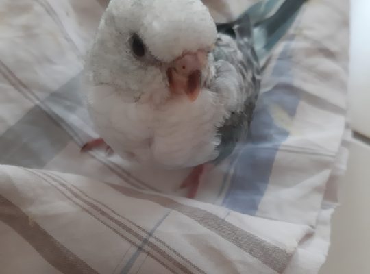 Red rump parakeet