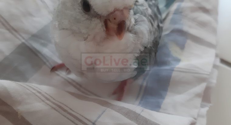 Red rump parakeet