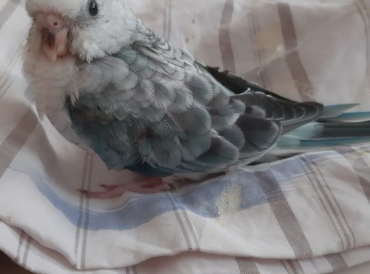 Red rump parakeet