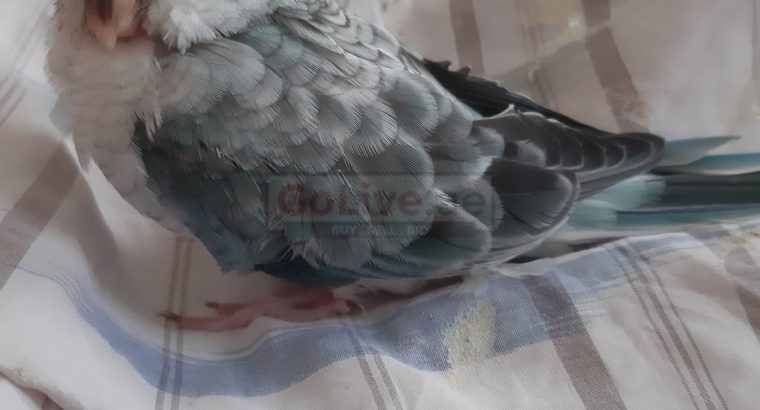 Red rump parakeet