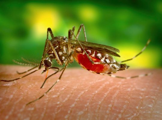 # No.1 Pest Control Solution – 20% Inst. OFF