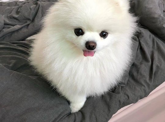beautiful pomeranian puppies for adoption