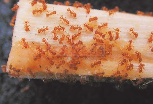 Pest Control Sport City – Get 20% Discount